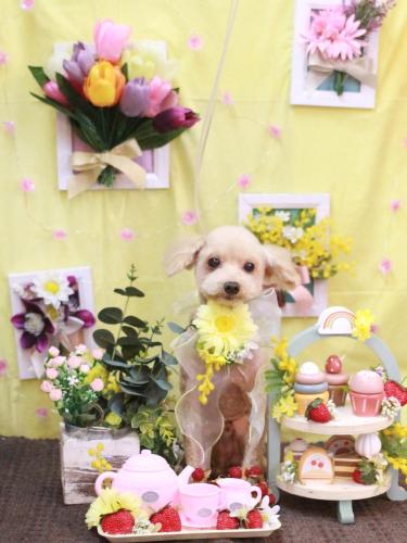 20230324こじろーくん